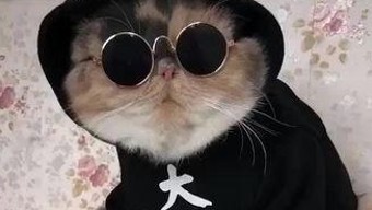 911爆料网揭秘娱乐圈吊带裙与大象明星故事