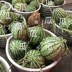 娱乐圈吃瓜新风潮：嘴炮侦探与背后故事全揭秘