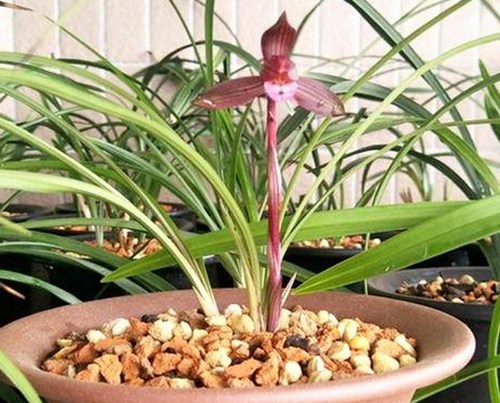 揭秘娱乐圈吃瓜主播背后的真相与现状